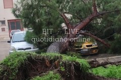 Maltempo a Bari, alberi caduti e tendoni divelti