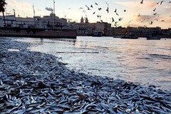 Migliaia di pesci morti sulla battigia del porticciolo di Santo Spirito: è mistero