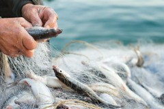 La Regione Puglia lancia "Appesca", il progetto per la pesca sostenibile