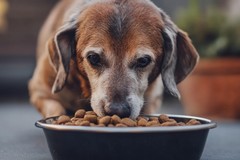 Torna a Bari l'iniziativa per promuovere l’adozione degli animali "senior"