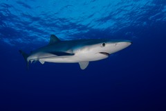 Quattro squali nelle acque di Monopoli, ma è per la ricerca