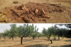 Abbattimento alberi nei pressi di Bari, la denuncia dei Verdi: "Strage nel periodo di nidificazione"