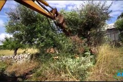 Xylella, abbattuti i cinque ulivi infetti in provincia di Bari