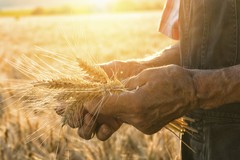 Festa dell'agricoltura, ad Acquaviva si riflette sulla biodiversità