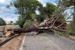 Tromba d'aria, cadono alberi sulla Polignano-Castellana. Viabilità interdetta