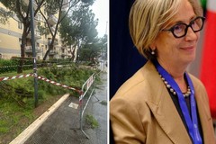 Alberi caduti a Bari, Perlino: «Monitoraggi costanti. Gli eventi di questi giorni legati alle condizioni meteo»