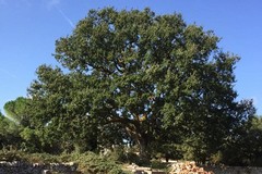 Giornata nazionale degli alberi, gli appuntamenti di piantumazione a Bari