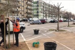 Japigia, partita la piantumazione di 33 alberi in via Caldarola