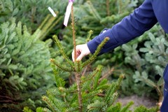 Quattro alberi di Natale da 7 metri per Carbonara, è il dono di Amiu