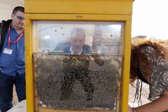 A Bari arriva il primo apiario, l'inaugurazione stamattina a Japigia