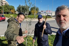 Giornata dell'albero, Bari Eco-city pianta un ulivo in via Caldarola