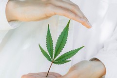 Dai fiori alle pillole e cartine: così la Cannabis terapeutica   viene trasformata nel Laboratorio Galenico di Altamura