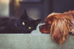 Cimitero per gli animali d'affezione a Bari: la Giunta sceglie l’area di Loseto