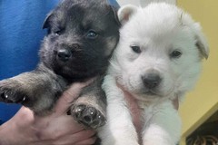 Due cuccioli di cane abbandonati in un cartone, ora cercano casa