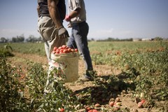 Agricoltura, la Regione Puglia rinnova l'ordinanza per tutelare i lavoratori nelle ore più calde