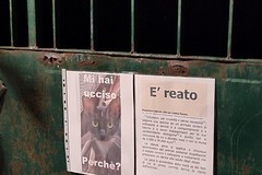Carbonara, avvelenata la colonia felina. Oltre 10 i gatti morti