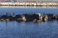 Cambiamenti climatici, in Puglia è invasione di cormorani