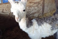 Lieto evento nel circo Marina Orfei, a Bari nasce un cucciolo di lama