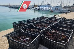 Prodotti ittici illegali e datteri cucinati in diretta su TikTok, arresti e sequestri in provincia di Bari