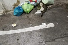 Carbonara, tra i rifiuti anche un gatto morto