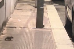 Ratti a Santo Spirito: si moltiplicano le segnalazioni
