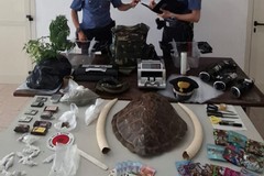 Possesso di droga, giubbotto antiproiettile, zanne d’avorio e carapace, nonna e nipote arrestati a Bari