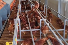 Valenzano, 700 galline trovano casa nei terreni confiscati alla mafia