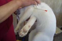 Carbonara, gatto trafitto da un dardo di cerbottana. Enpa Bari: «Denunciate»