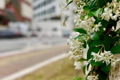 Un Policlinico più verde: a Bari percorso per migliorare la qualità dell'ambiente
