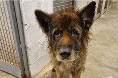 Maltrattato e abbandonato in un recinto: cagnolino salvato dai volontari di Bari