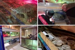 Locale trasformato in un rettilario clandestino nel barese: rinvenuti animali esotici e pericolosi