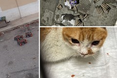 Capodanno nero per i gatti di strada: episodi a Barletta, Bari e San Ferdinando di Puglia