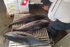 Costa cara la pesca di tonno rosso, inflitte multe per oltre 16 mila euro