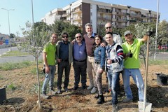 Giornata della Terra, piantati due ulivi in via Caldarola