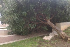 Giardino Mimmo Bucci, crolla un albero