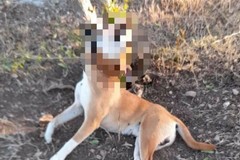 Macabra scoperta in campagna, cane impiccato ad un albero a Bitritto