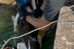 Vigili del Fuoco salvano cane caduto in una vasca di raccolta acque