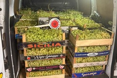 Rubati 14 quintali di uva nell'agro di Noicattaro, denunciato un 35enne