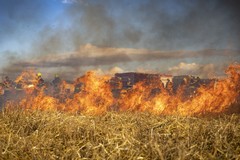 Incendi Boschivi, la Regione Puglia dichiara lo stato di crisi e di emergenza