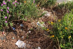 Giornata mondiale dell'ambiente, le azioni di guerrilla gardening di BariEcoCity