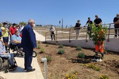 Un albero in ricordo di Pino Tulipani, Loizzo: «La sua memoria resterà per sempre»