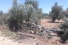 Strage a Santo Spirito, danneggiati 40 ulivi secolari