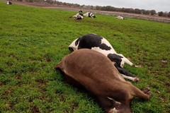Maltempo sulla Puglia, un fulmine uccide le mucche a Noci