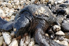 Lungomare di Bari, salvata una tartaruga coperta di catrame