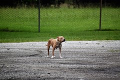 Paura a Palese, pitbull aggrediscono una donna e il suo cane