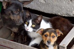 Randagi, aumentato il contributo pro-cane/pro-die a favore delle associazioni animaliste