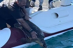 Torre a Mare libera una tartaruga "caretta caretta" nelle sue acque