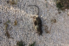 Catino, un topo morto tra le giostre dei bambini