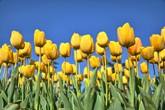 Diecimila bulbi di tulipani a disposizione di 100 scuole primarie pugliesi
