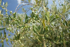 Crisi dell’olio, gli olivicoltori tornano in piazza: grande mobilitazione nazionale a Bari